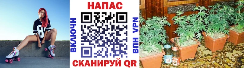 ОМГ ОМГ зеркало  купить наркоту  Среднеуральск  Канабис сатива 